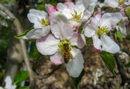 Eine Biene bestäubt die Blüte der Apfelbaum