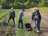 Auszubildende führen auf einem Feld Bodenproben mit einem Bohrstock durch.