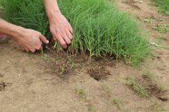 Agretti-Pflanzen werden händisch geerntet.