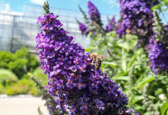 Biene an lila Blüte von Buddleia, Hintergrund Gewächshaus und Sträucher