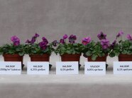Fünf Töpfe mit lila blühenden Violen stehen nebeneinander zum Vergleichen davor Schilder