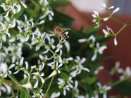 Eine Biene sitzt auf den weiß-färbenden Blütenblättern
