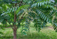 Baum auf der Wiese mit hängende Blütenstande und paarige gefiederten Laubblättern