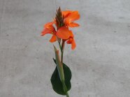 Lippenförmige Traubenblüten eines orangefarbenen Blumenrohrs mit Laubblatt