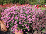 Pflanzkübel mit pinken Blütenständen auf einer Schaufläche, Hintergrund bunt blühenden Pflanzkübel
