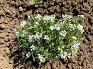 Steinkraut in voller Blüte