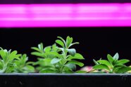 Jungpflanzen unter LED-Belichtung