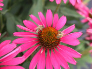 Zwei Bienen sammeln Pollen auf einen großen orange-färbenden Blütenstaub in der Mitte umgeben mit den rosa Blütenblättern