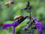 Eine Biene an lila-färbende Blütenständen