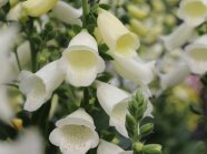 Blütenrispen mit große weiße, geöffnete Glockenblüten, die im inneren Flecken schmücken