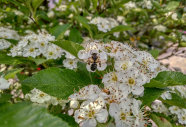 Eine Wildbiene besucht die Blüte eines Apfeldorns.