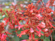 Lachsorange-färbende Blütenständen auf einer Schaufläche