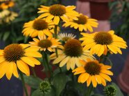 Große Blumenköpfe mit gelben Zungenblüten auf einer Schaufläche