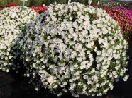 Röschenartige Blüten in reinem Weiß mit Laubblättern auf der Schaufläche