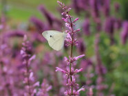 Ein Schmetterling an den Stauden einer lila färbenden Blüte