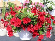 Blumenampeln mit trichterförmigen Blüten mit heller Mitte und Laubblättern auf einer Schaufläche