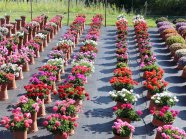 Pflanzkübel mit bunt blühenden Blüten auf einem Versuchsfeld mit Bewässerungsschlauch auf den Boden