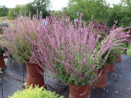 Pflanzkübel mit lila-färbenden Agastache-Pflanzen auf einer Schaufläche, Hintergrund Baum und Pfahl