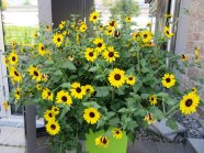 Pflanzgefäß mit Blüte und dunklen Knopf in der Mitte umgeben mit Laubblättern an der Eingangstür