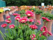 Marienkäfer an pinkfarbene Gerbera-Blüte mit gelber Mitte und Laubblättern auf einer Schaufläche