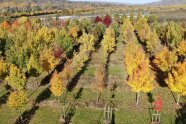 Luftbild Bäume mit herbstlicher Laubverfärbung auf der Plantage