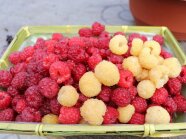 Helle und dunkelfarbige Himbeeren in der Schale