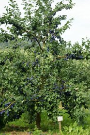 Ein Baum mit reifen Zwetschgen und Laubblättern auf dem Versuchsfeld.