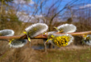 Zweig mit flauschigen Blüten und gelbe Staubgefäßen, Hintergrund Wiese, Bach, Baum unter blauen Himmel