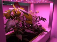 Tomaten und Paprikapflanzen in der Anzucht unter LED