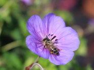 Eine Biene sitzt in der Mitte einer fliederblauen Blüte