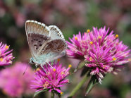 Blütenbesucher an lila-färbende Gomphrena-Blume