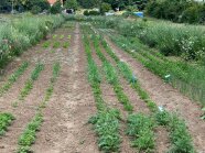 Blick auf das Versuchsfeld in der dritten Pflanzwoche am 13.06.2023