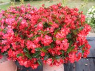 Pflanzkübel mit großen, rosafarbigen Blüten und glatten Laubblättern auf der Schaufläche