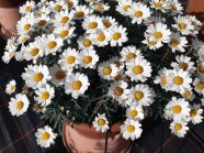 Große Blumenköpfe mit weißen Zungenblüten und schmalen Laubblättern auf der Schaufläche