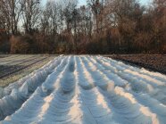 Ein Feld mit Winterporree, abgedeckt mit einem Vlies