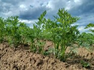 Möhrengrün sprießt aus dem Feld