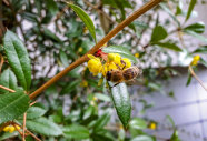Eine Biene besucht die Blüte der Berberitze.