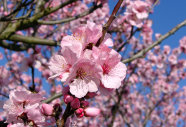 An den Zweig mit rosa färbende Blütenblätter unter blauen Himmel