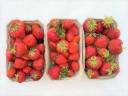 3 Sorten frisch geerntete Erdbeeren in Pappschälchen