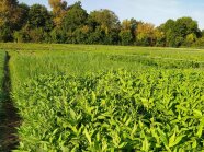 Ein Feld mit Zwischenfruchtbepflanzung