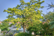 Ein Baum steht vor dem Gewächshaus umgeben mit den anderen Gehölzen