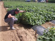 Versuchsbearbeiter Florian Hageneder kontrolliert den Fruchtbehang