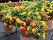 Pflanzkübel mit orangegelben Blütenständen, Knospen und Laubblättern auf der Schauflache