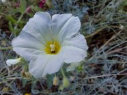 Orius Blumenwanze in Blüte