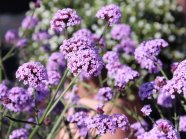 Buschig gefüllte Blüten mit langem Stängel auf einer Schaufläche