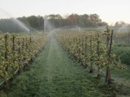 Wasser spritzt aus dem Kreisregner auf den Obstanlagen am vereisten Boden.