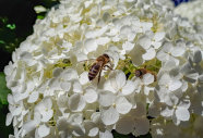 Zwei Honigbiene auf einer weißen Blüte einer Hortensie