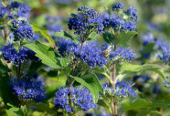 Eine Biene sitzt auf der blauen Blüte einer Bartblume, umgeben von grünen Laubblättern