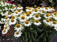 Große Blumenköpfe mit hellen Zungenblüten und schmalen Laubblättern auf einer Schaufläche