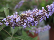 Eine Biene an die hellvioletten Blütenstände mit grünen Laubblättern